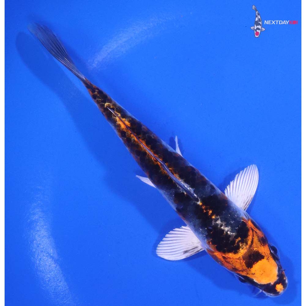 5.5” Imported Kujaku