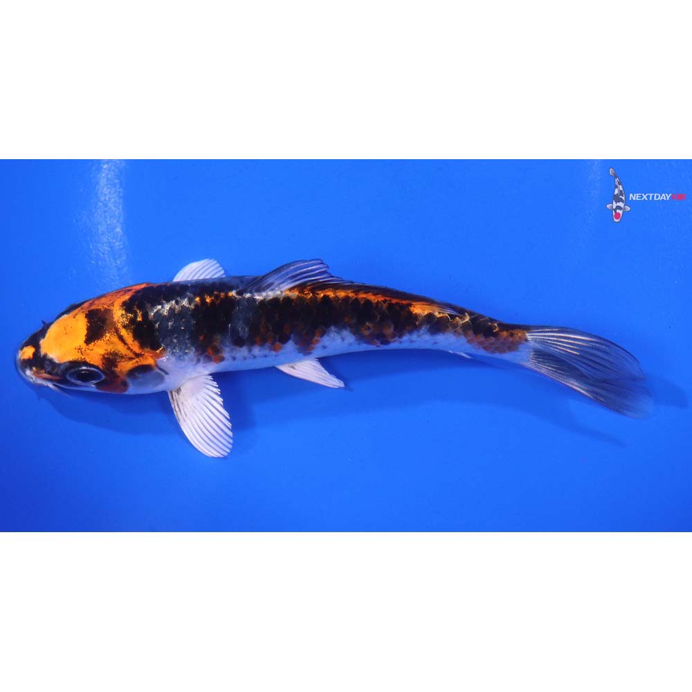 5.5” Imported Kujaku