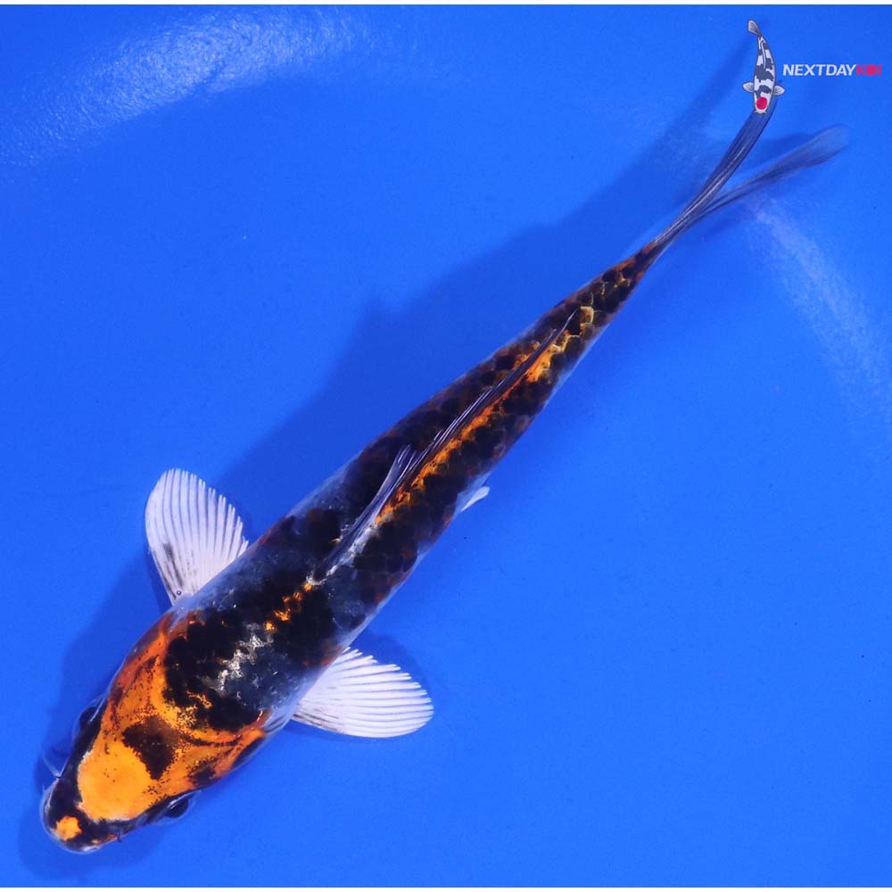 5.5” Imported Kujaku
