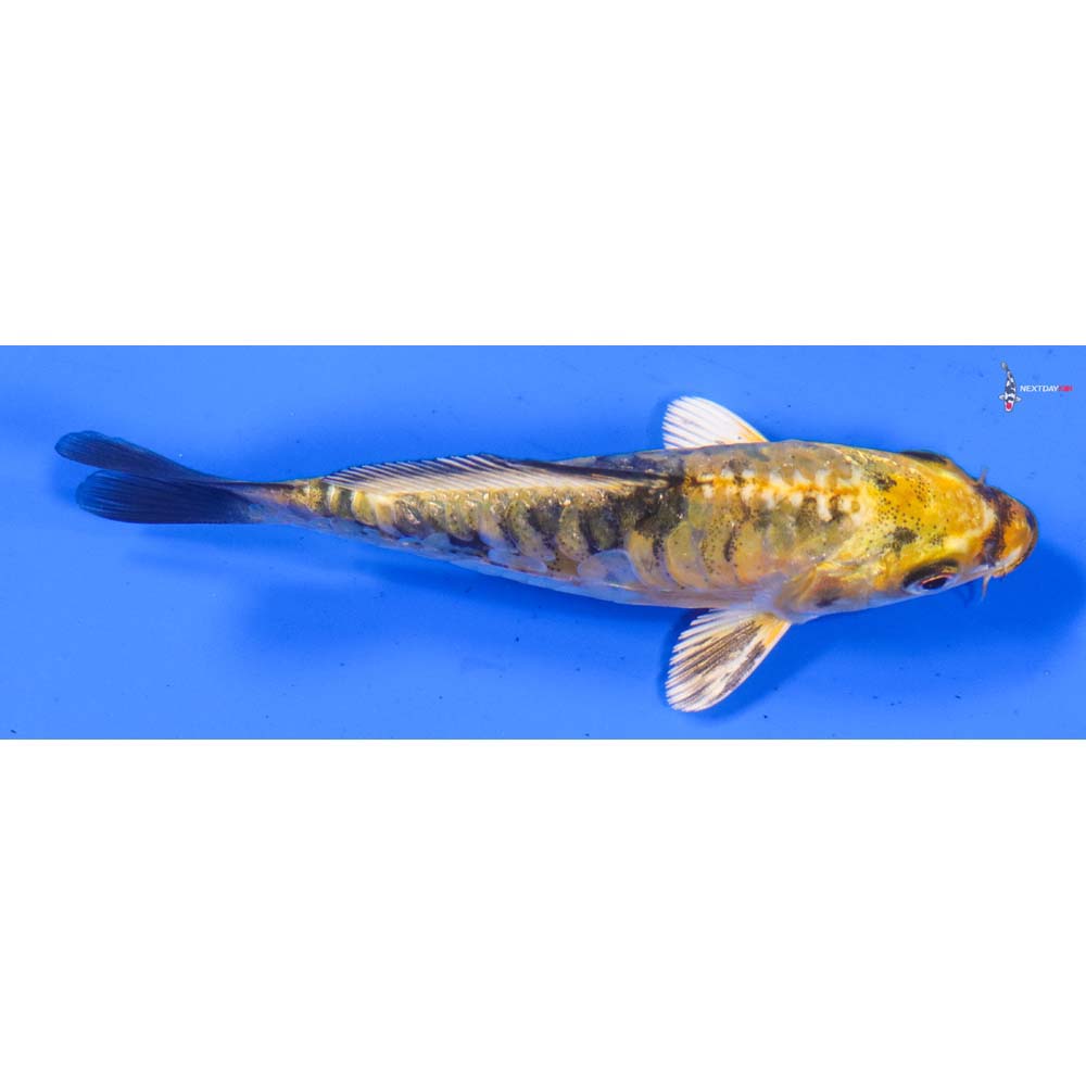 4” Imported Doitsu Kin Ki Bekko