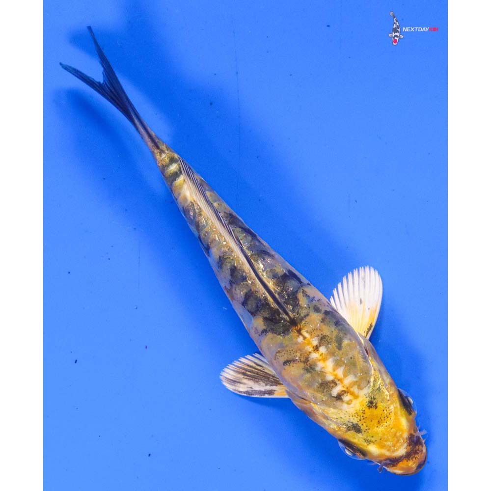 4” Imported Doitsu Kin Ki Bekko