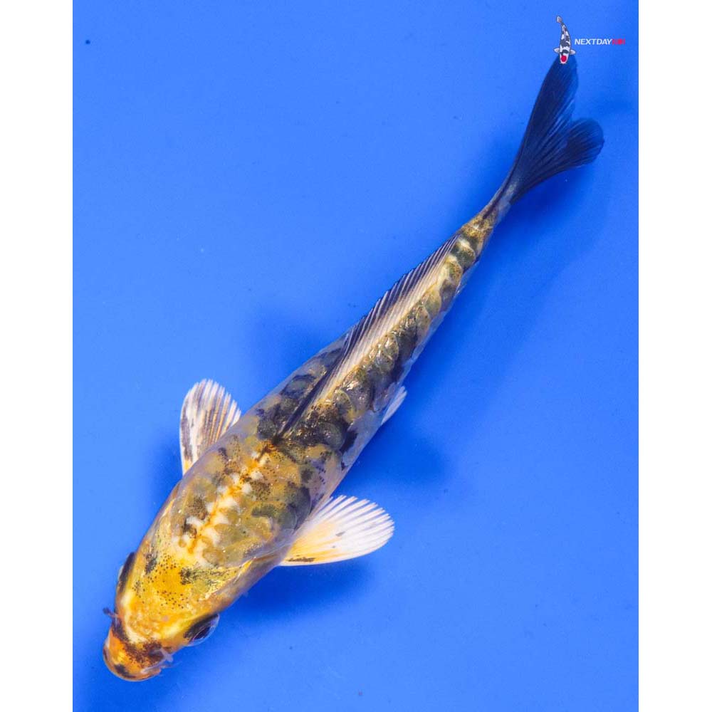 4” Imported Doitsu Kin Ki Bekko