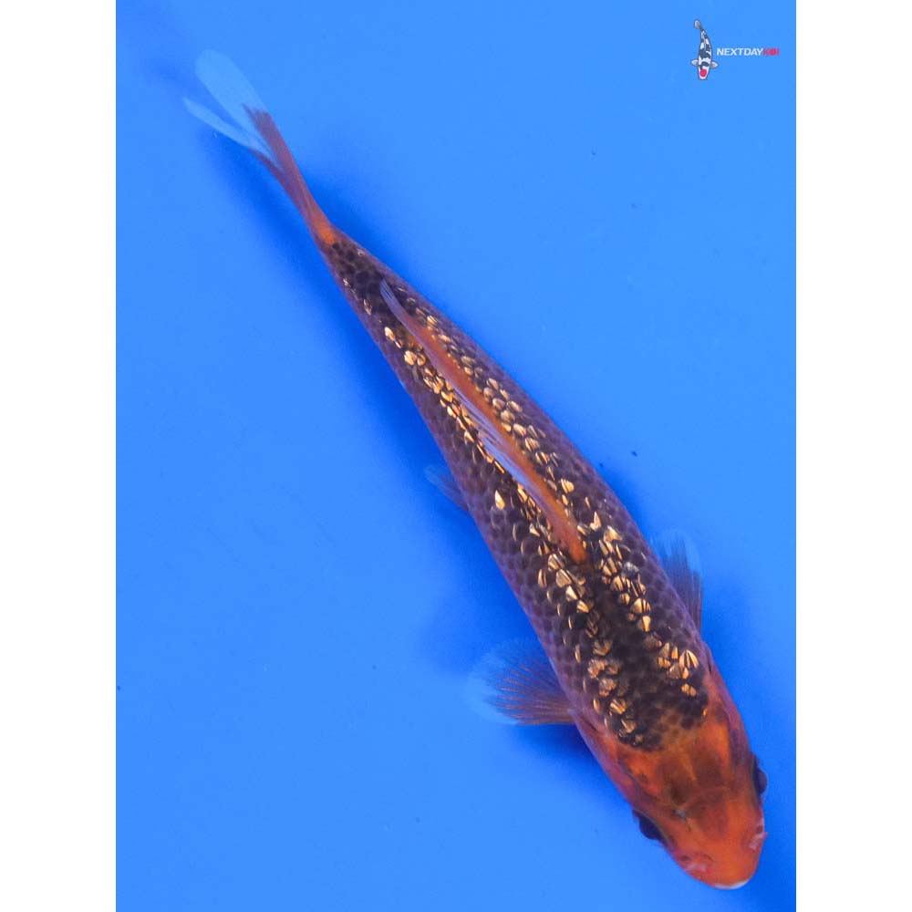 4” Imported Gin Rin Asagi