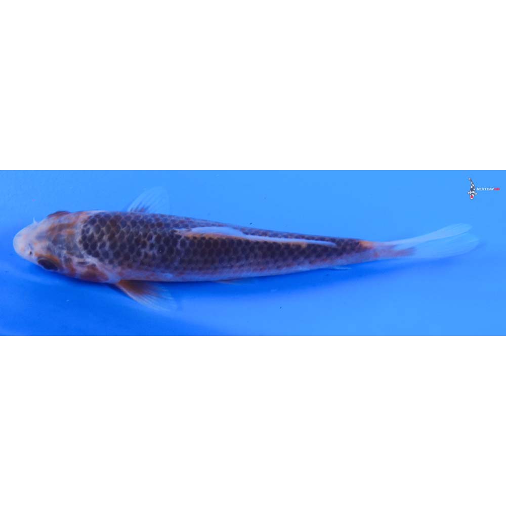 4.5” Imported Asagi