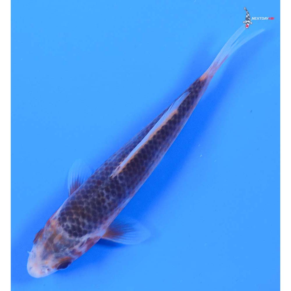 4.5” Imported Asagi