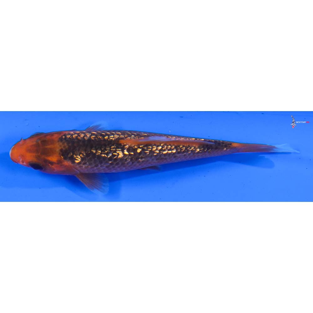 4” Imported Gin Rin Asagi