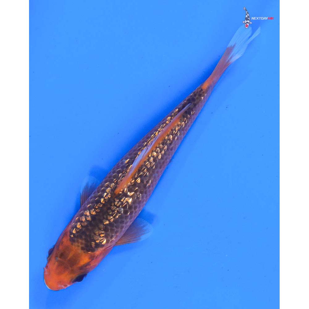 4” Imported Gin Rin Asagi