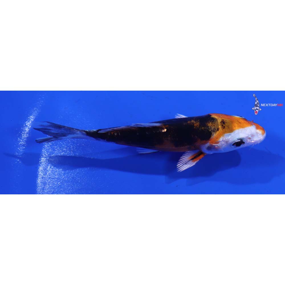 3.5” Imported Heisei Nishiki