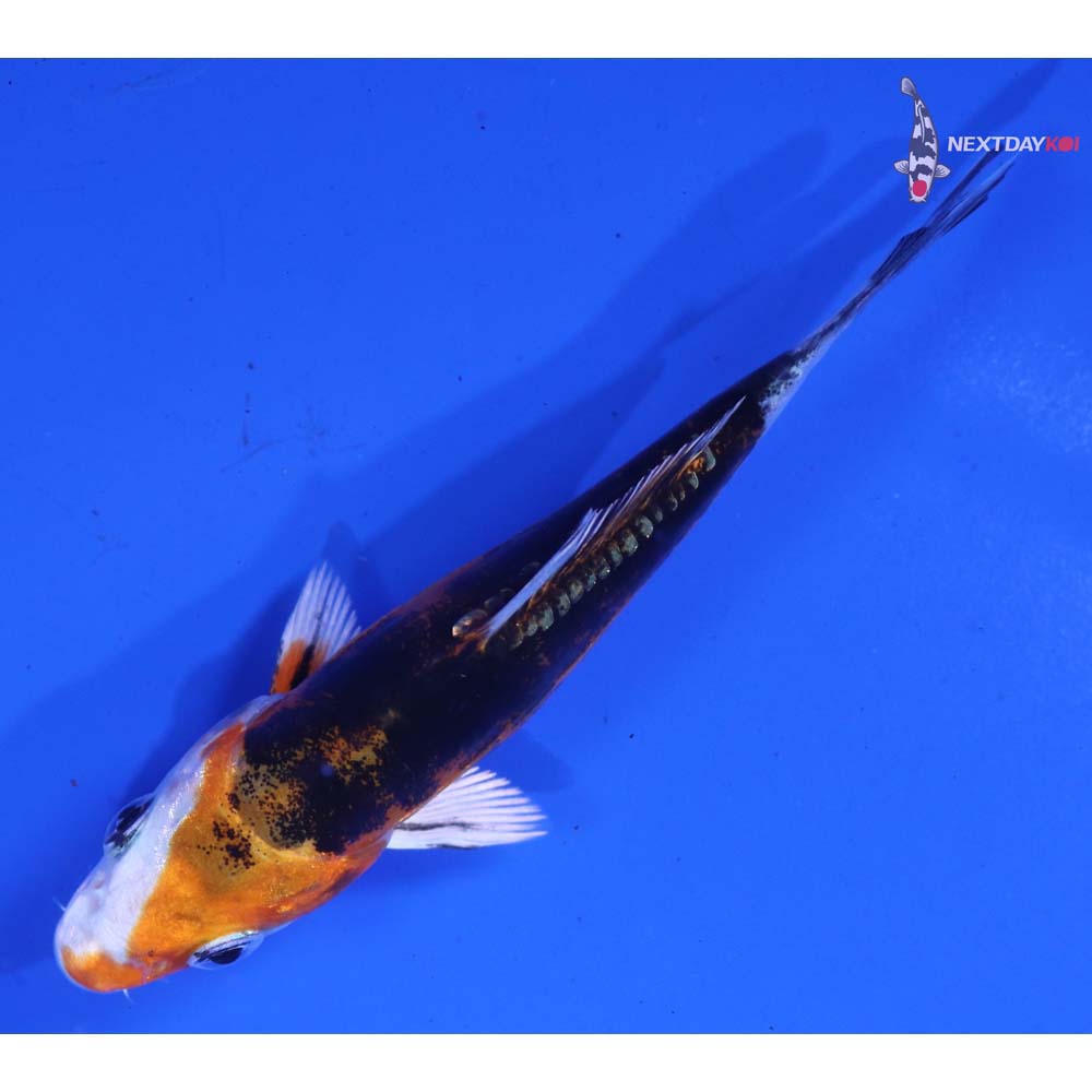 3.5” Imported Heisei Nishiki