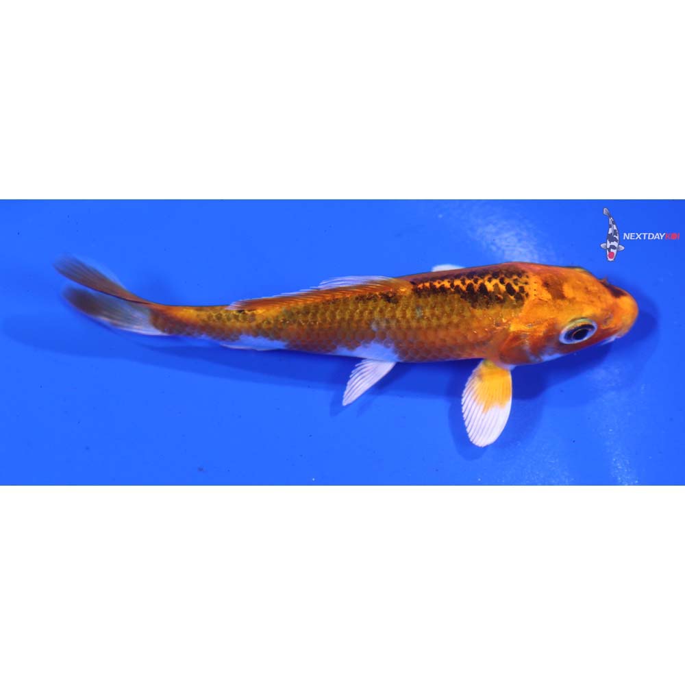 4” Imported Kujaku