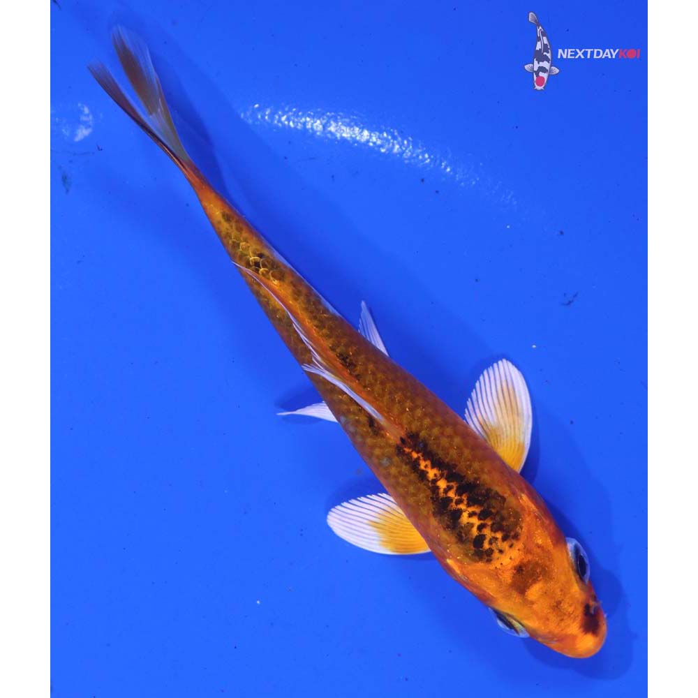 4” Imported Kujaku