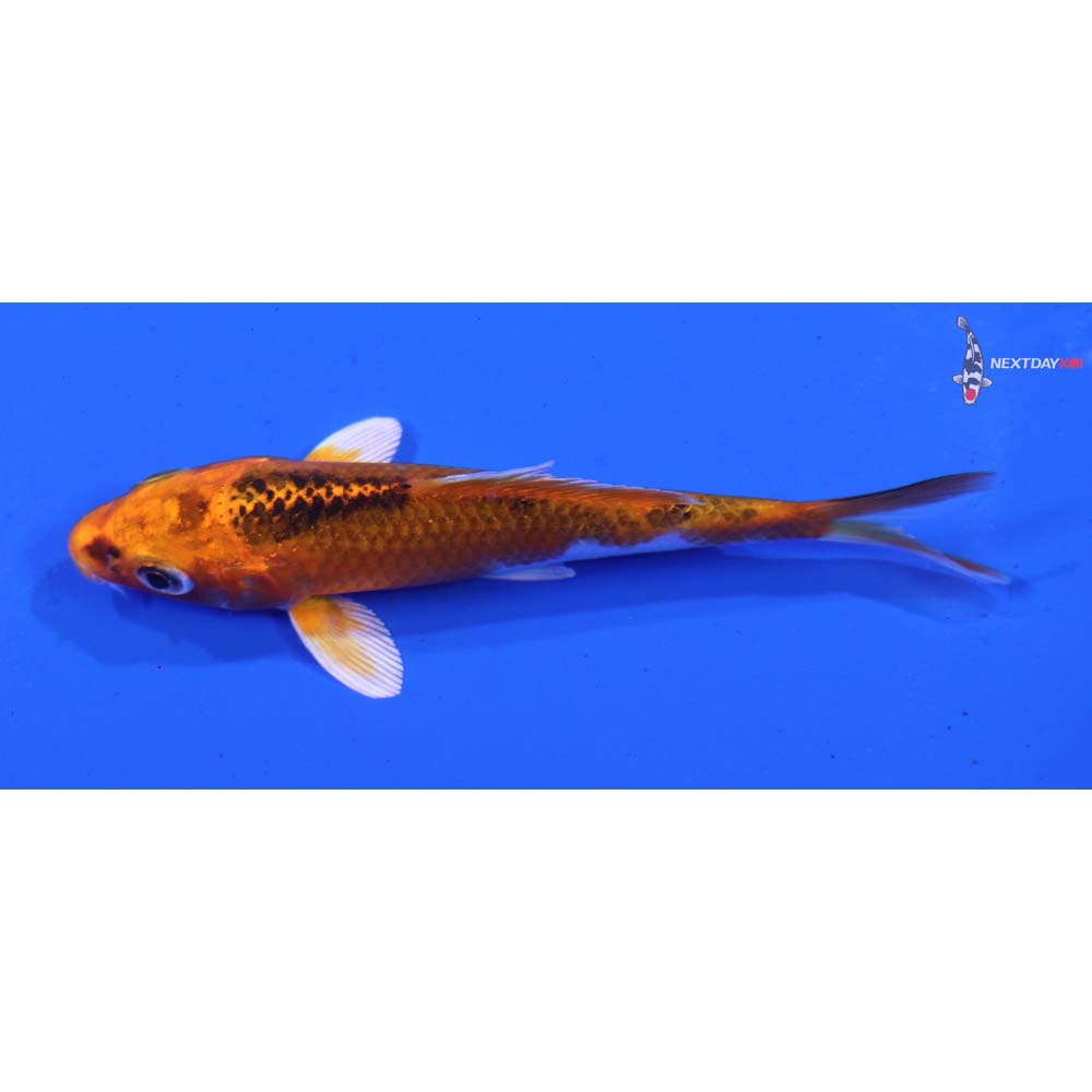 4” Imported Kujaku