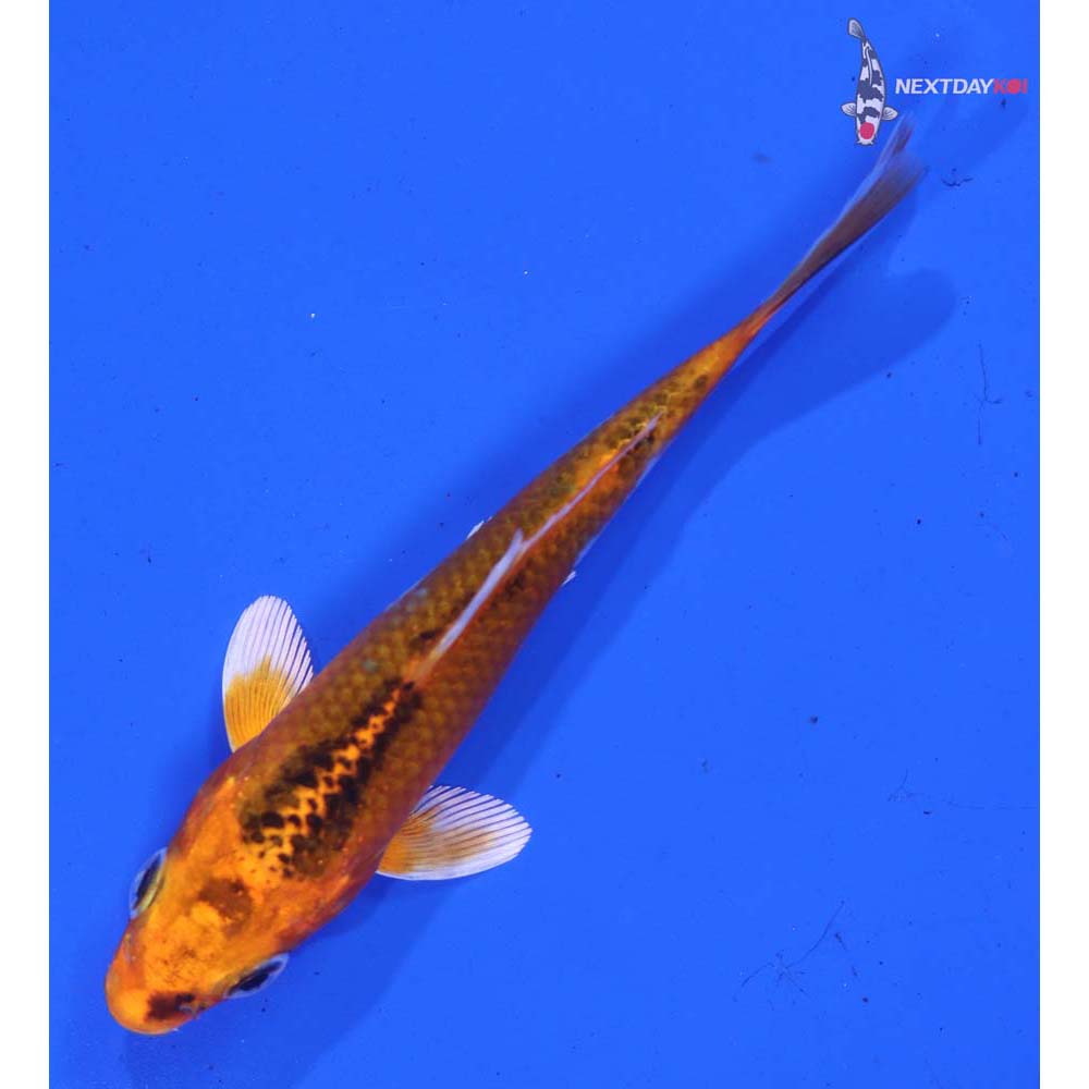 4” Imported Kujaku