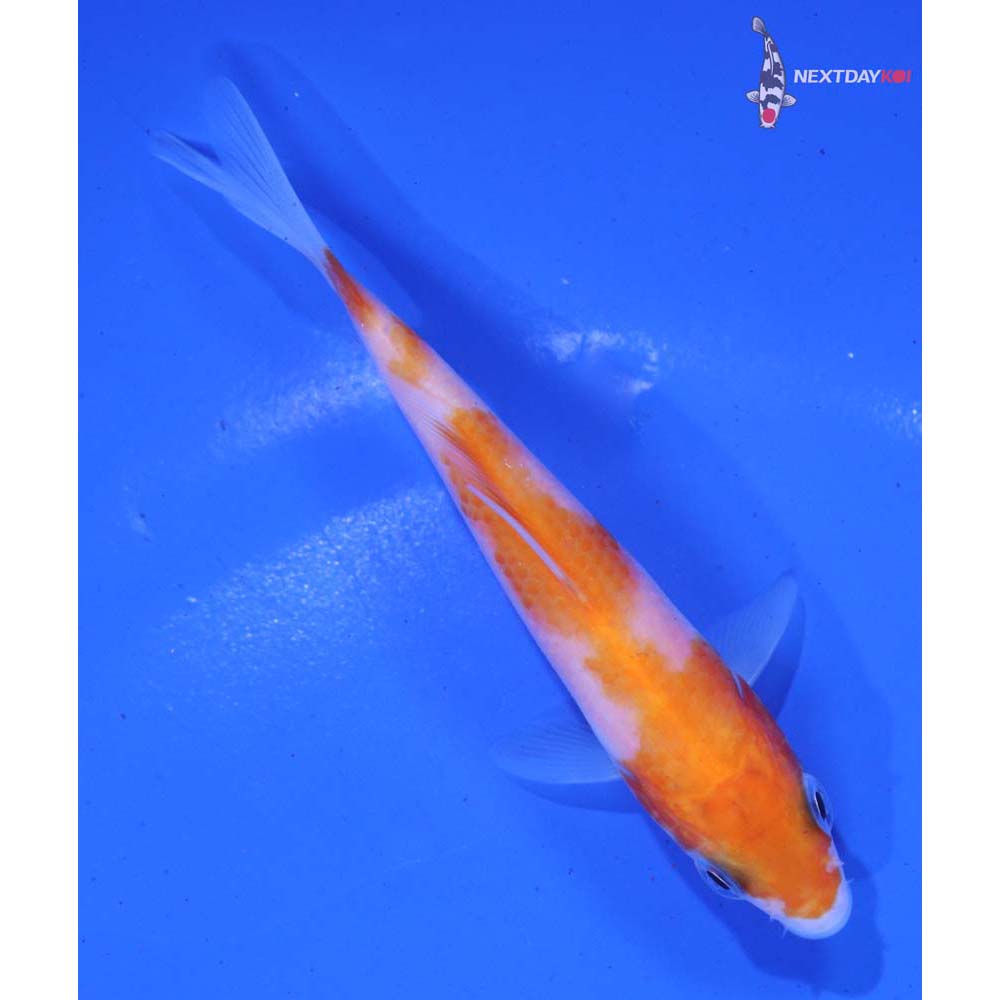 4” Imported Kohaku