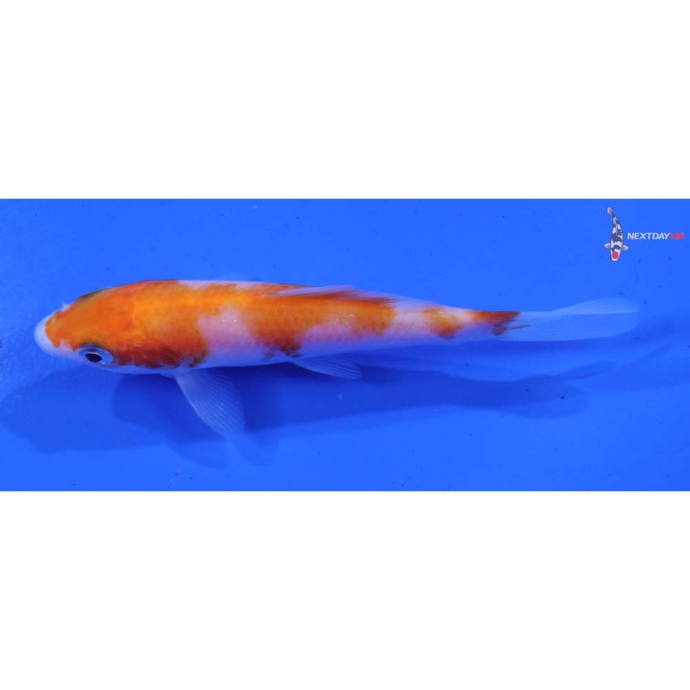 4” Imported Kohaku