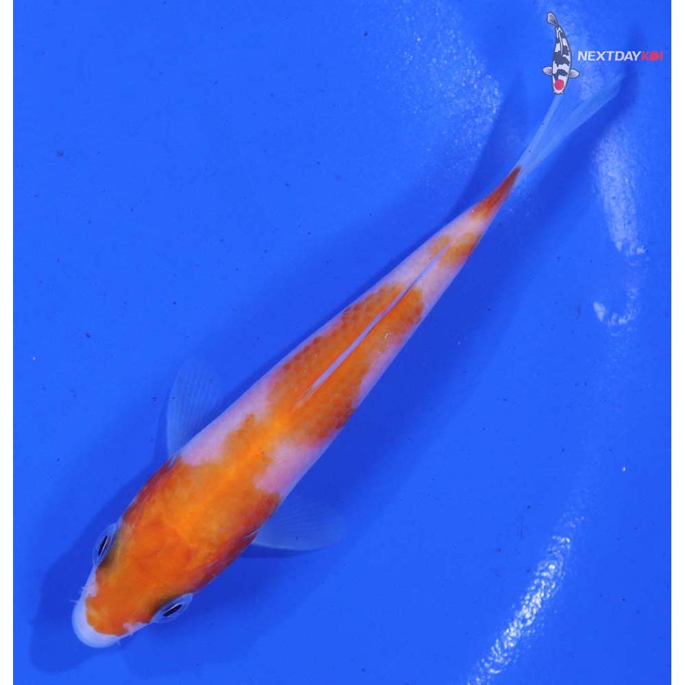 4” Imported Kohaku