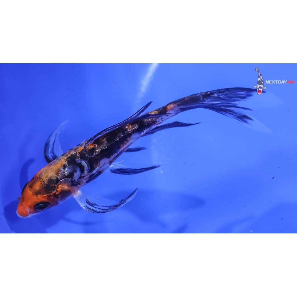 4.5” Imported Beni Kumonryu Butterfly Koi
