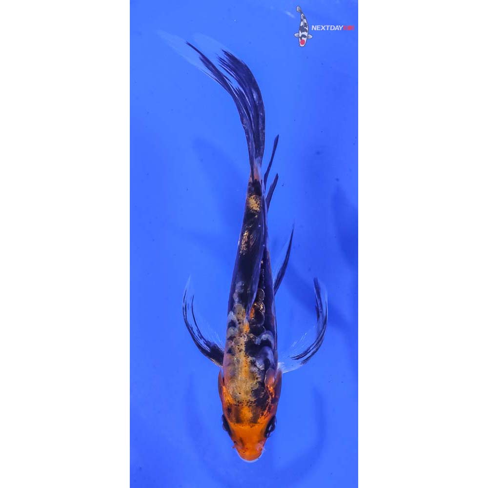 4.5” Imported Beni Kumonryu Butterfly Koi