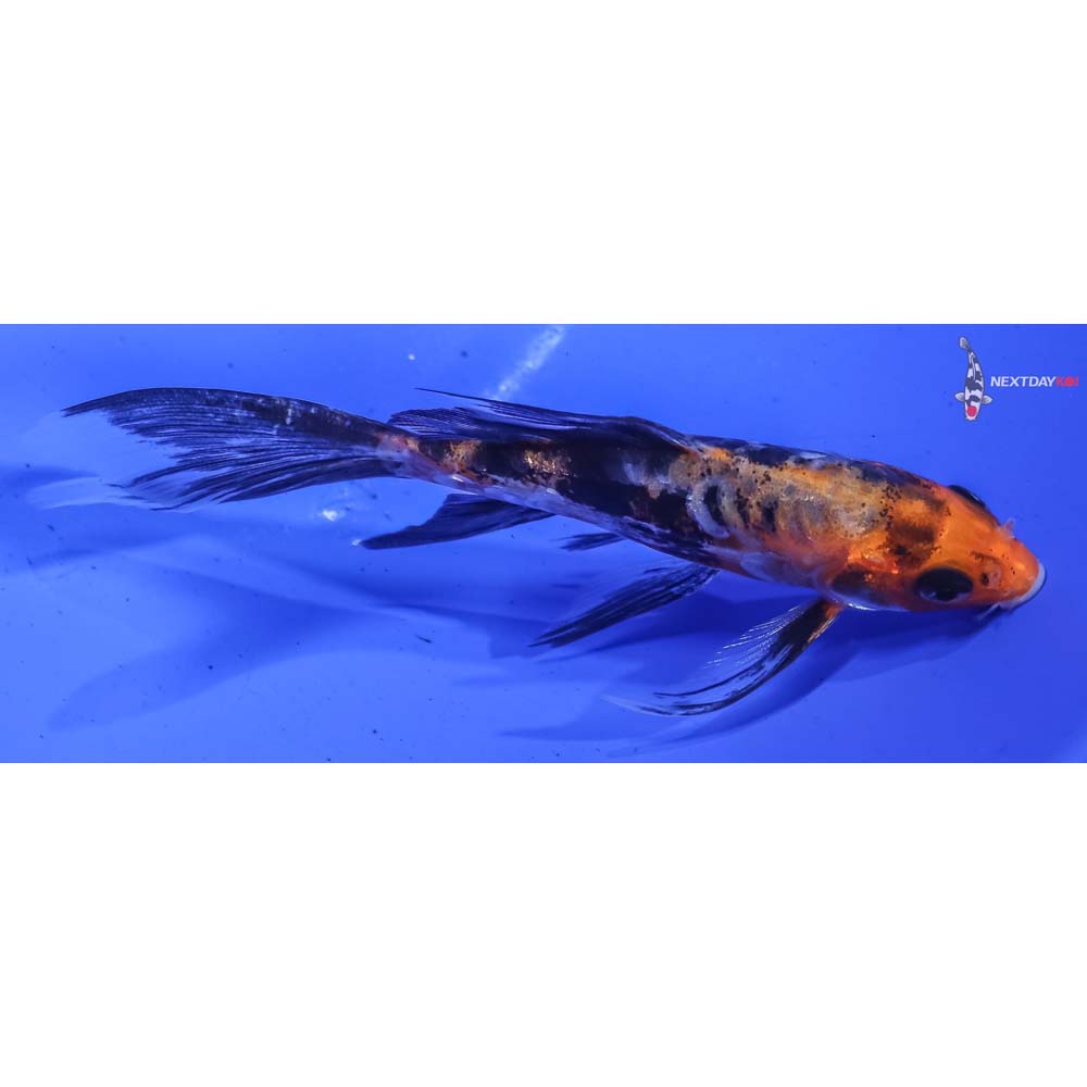 4.5” Imported Beni Kumonryu Butterfly Koi