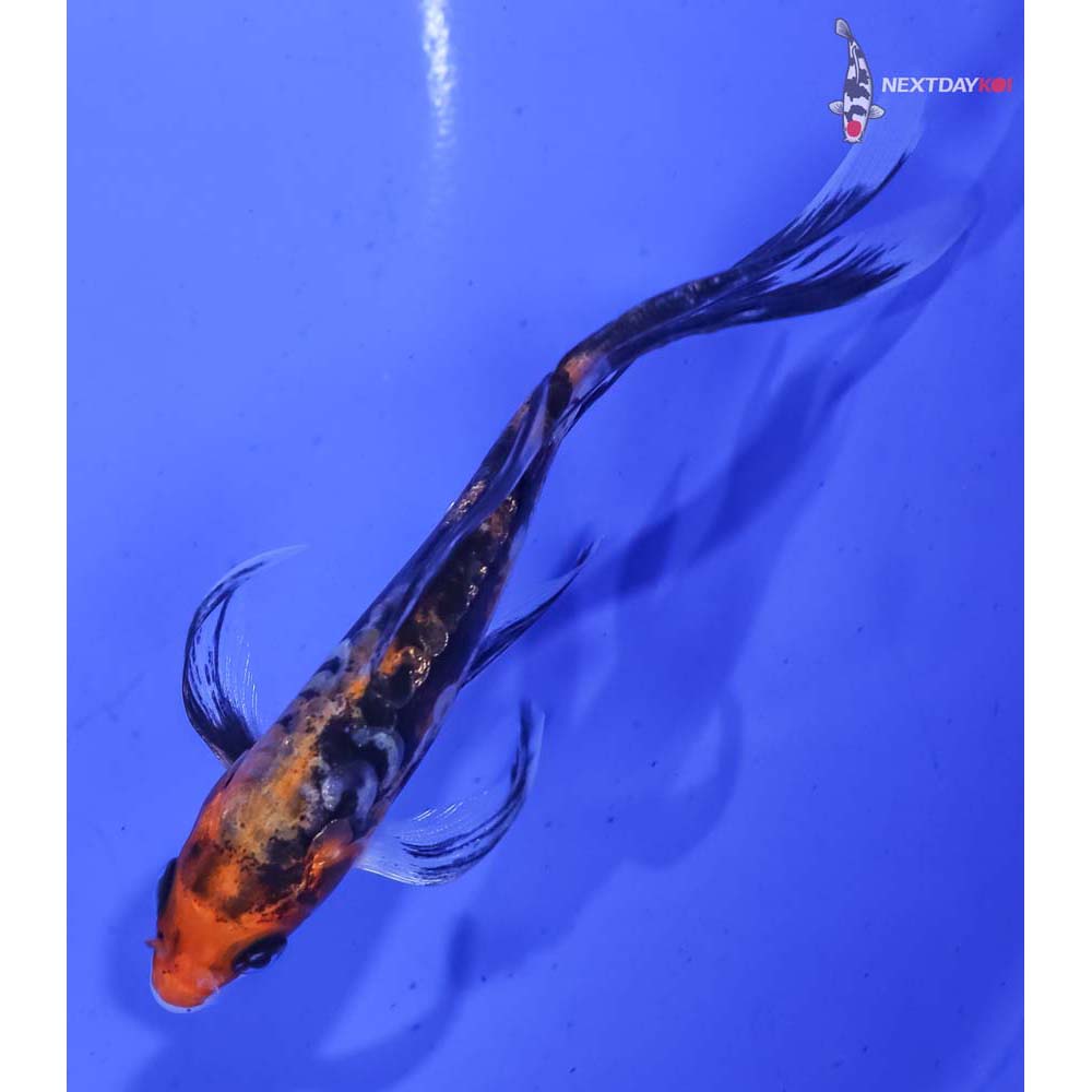 4.5” Imported Beni Kumonryu Butterfly Koi