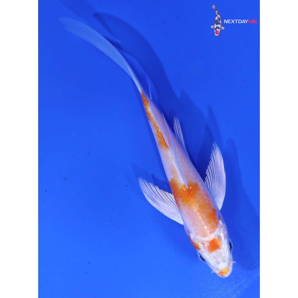 4.5” Imported Hariwake Butterfly Koi