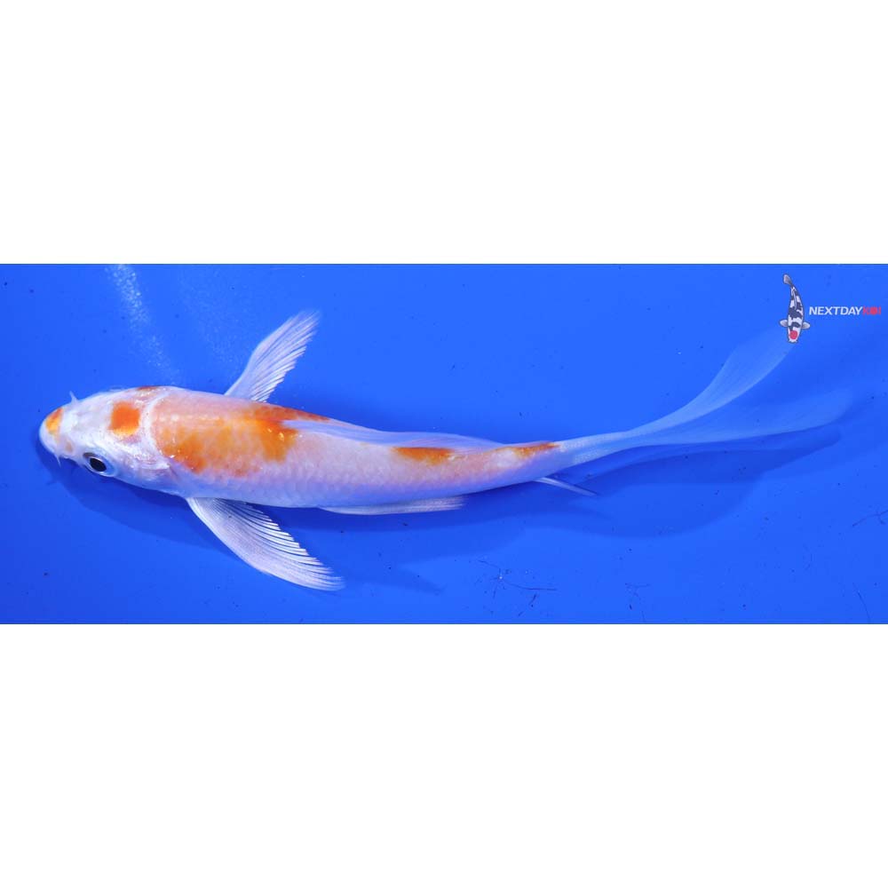 4.5” Imported Hariwake Butterfly Koi