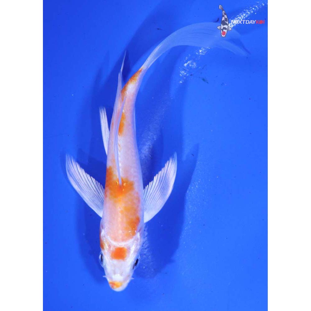 4.5” Imported Hariwake Butterfly Koi