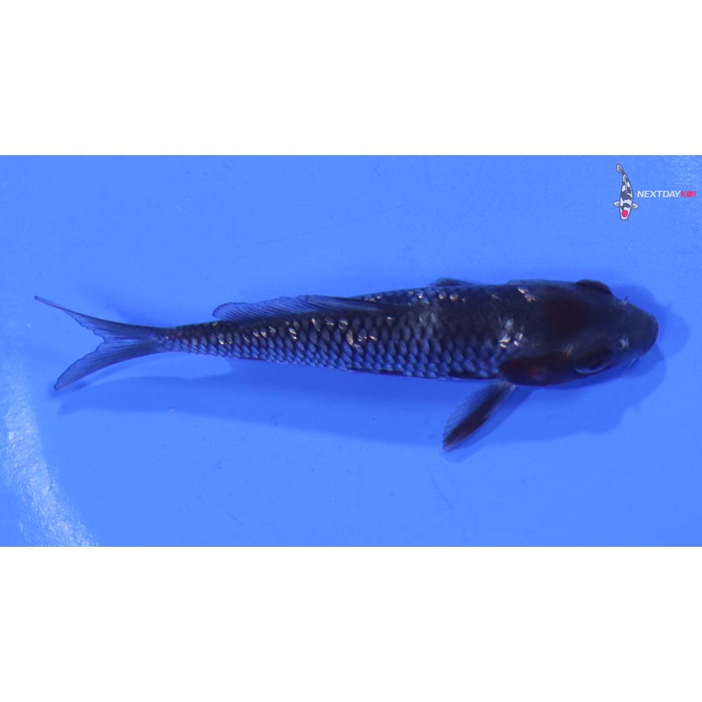 3.5” Imported Gin Rin Ochiba Shigure