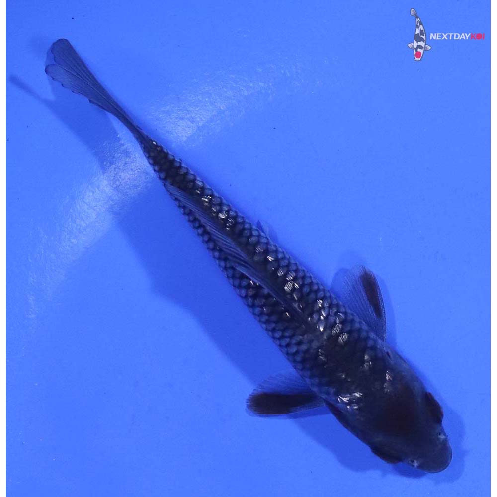 3.5” Imported Gin Rin Ochiba Shigure