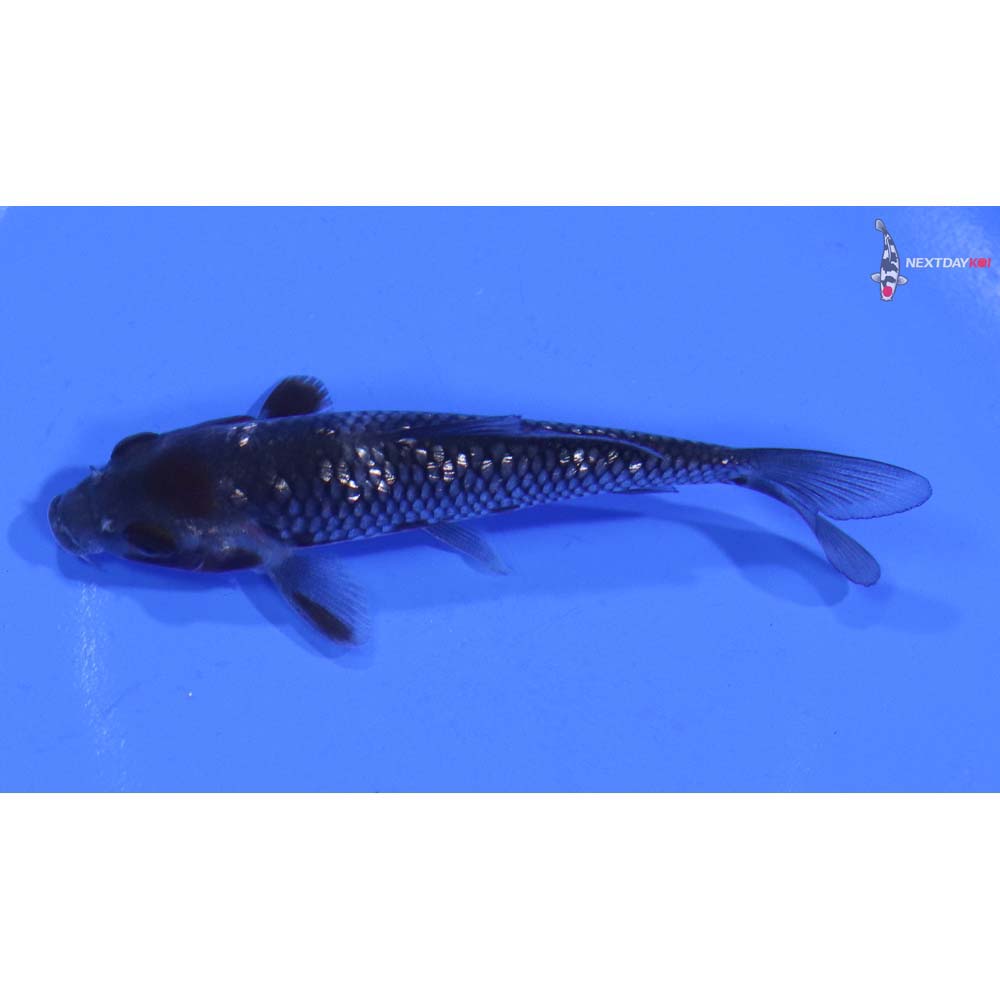 3.5” Imported Gin Rin Ochiba Shigure