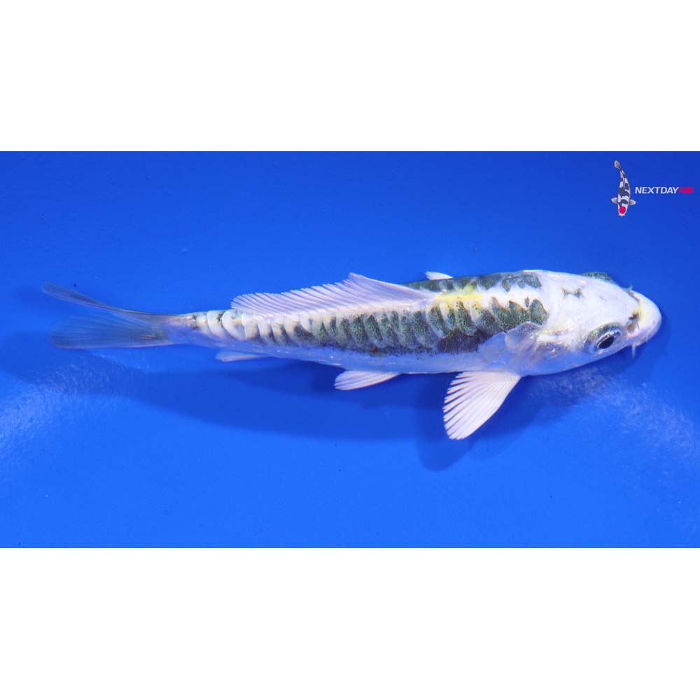 3.5” Imported Kin Kikokuryu