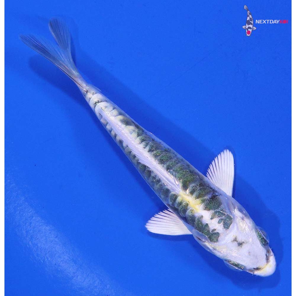 3.5” Imported Kin Kikokuryu