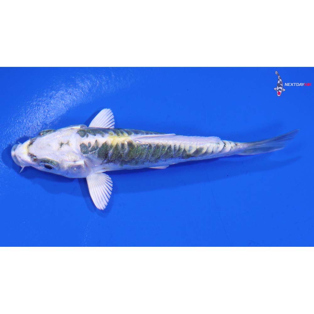 3.5” Imported Kin Kikokuryu