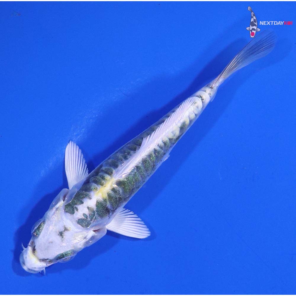 3.5” Imported Kin Kikokuryu