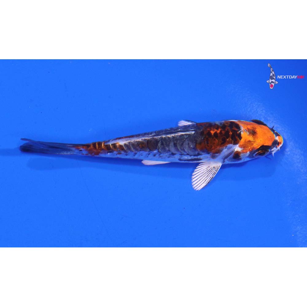 3.5” Imported Armor Scaled Kin Kikokuryu