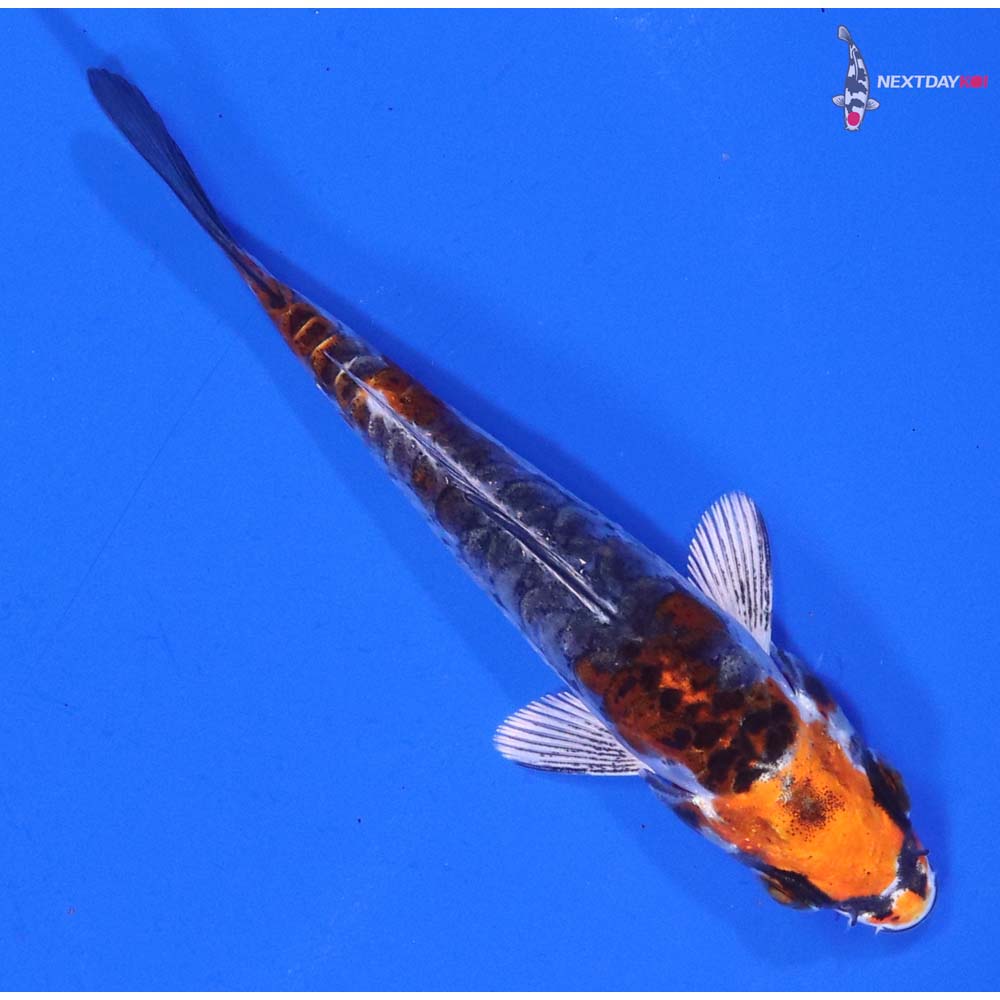 3.5” Imported Armor Scaled Kin Kikokuryu