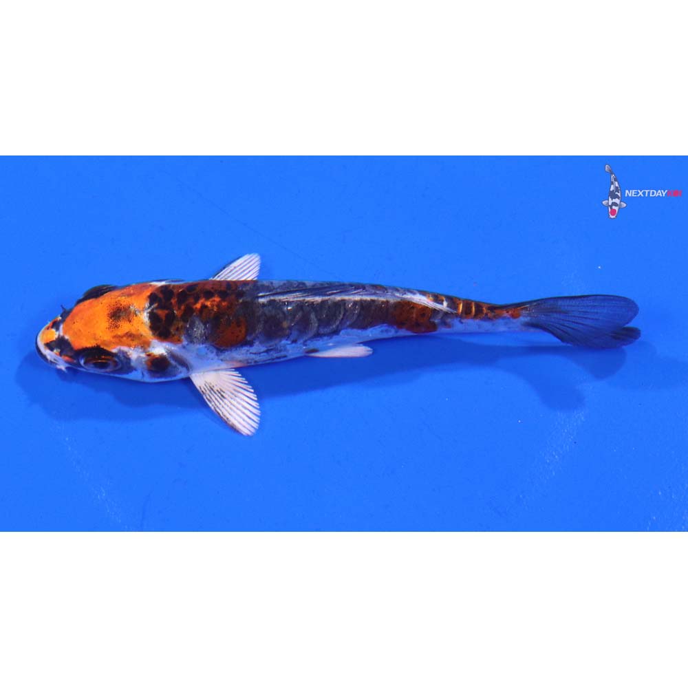 3.5” Imported Armor Scaled Kin Kikokuryu