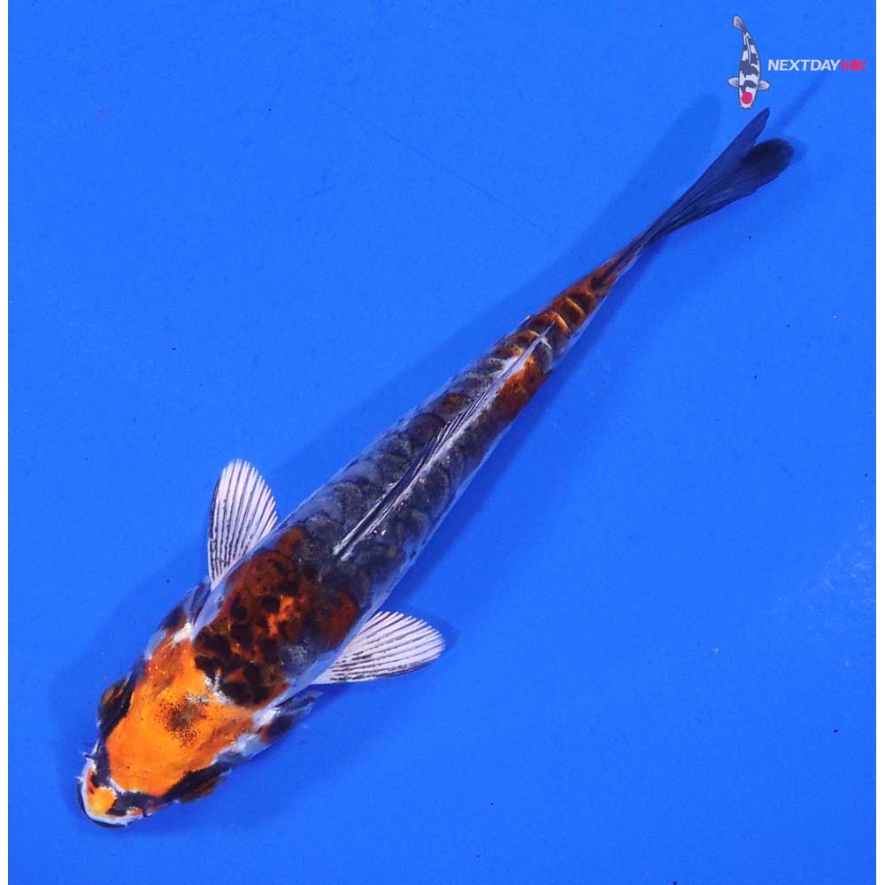 3.5” Imported Armor Scaled Kin Kikokuryu