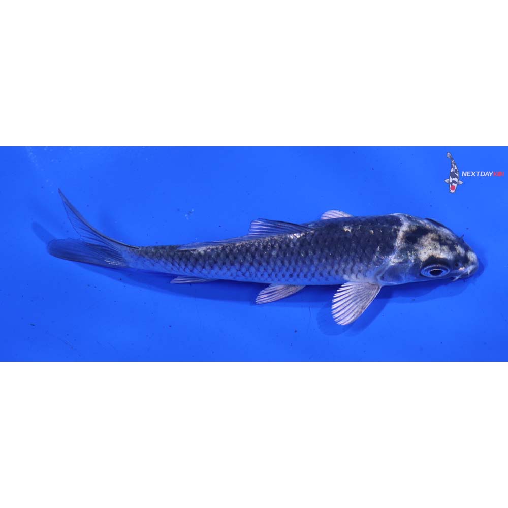 4” Imported Gin Matsuba