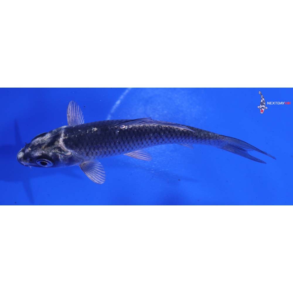 4” Imported Gin Matsuba