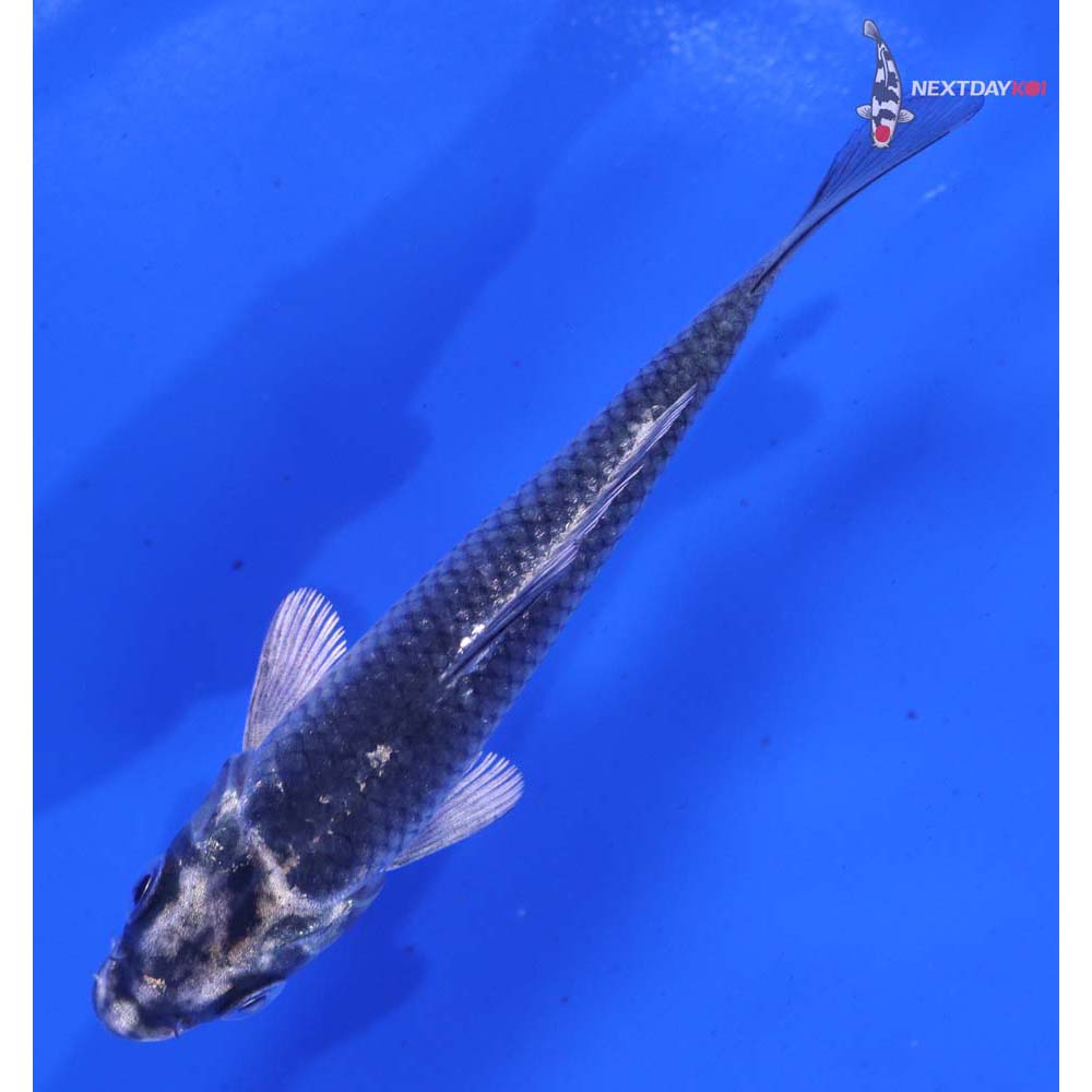 4” Imported Gin Matsuba