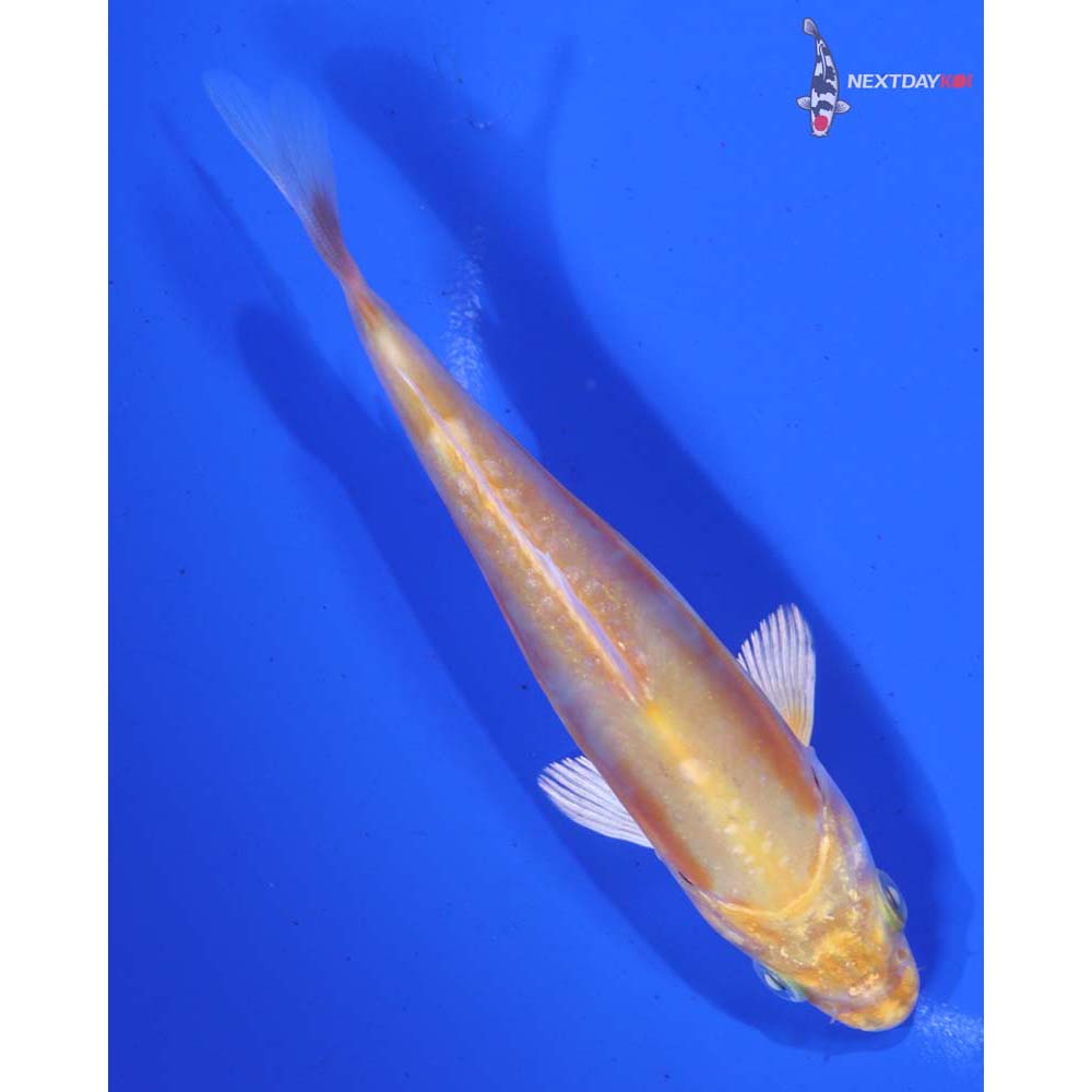 4.5” Imported Doitsu Lemon Hariwake