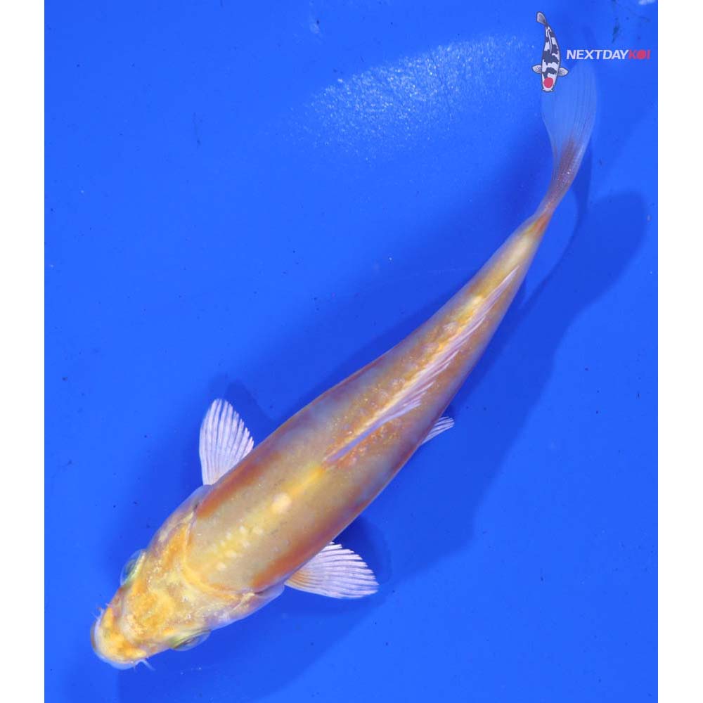 4.5” Imported Doitsu Lemon Hariwake