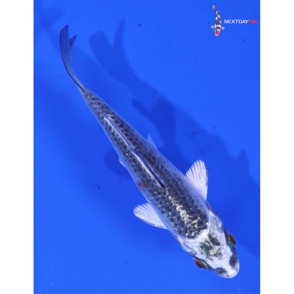 3” Imported Kujaku