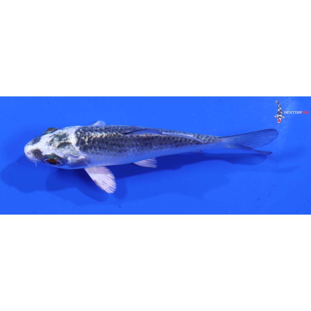 3” Imported Kujaku