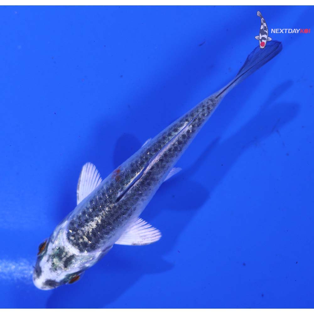 3” Imported Kujaku