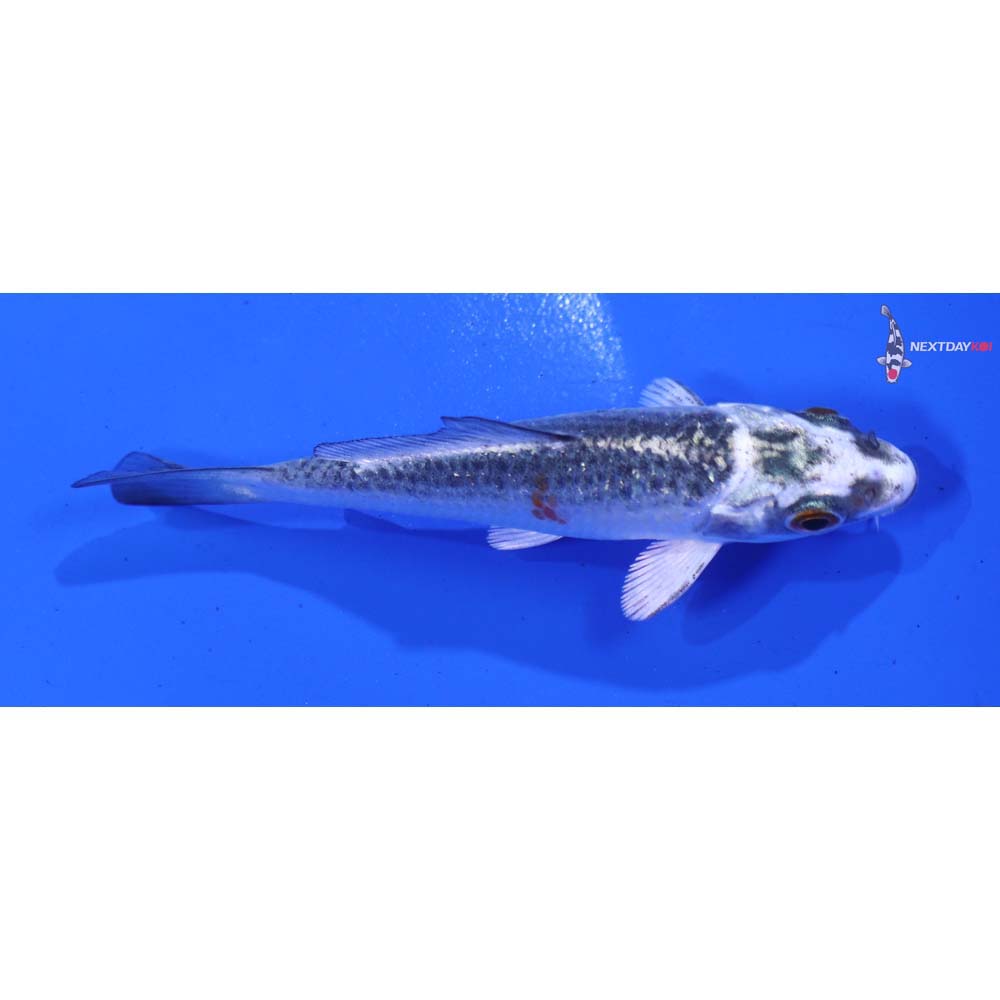 3” Imported Kujaku