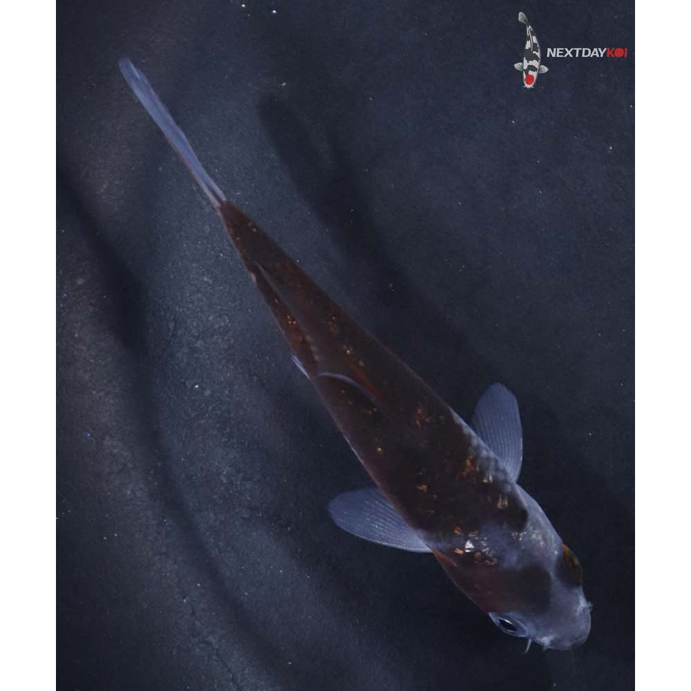 3.5” Imported Ochiba Shigure