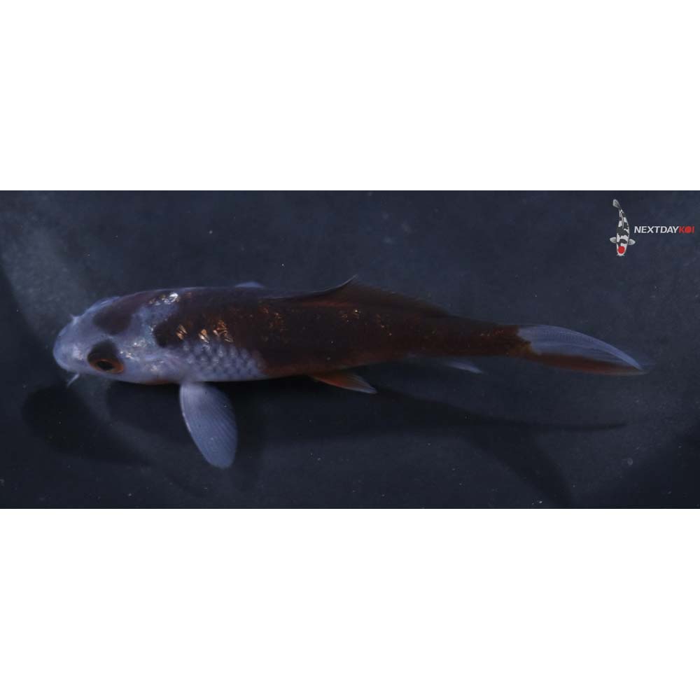 3.5” Imported Ochiba Shigure