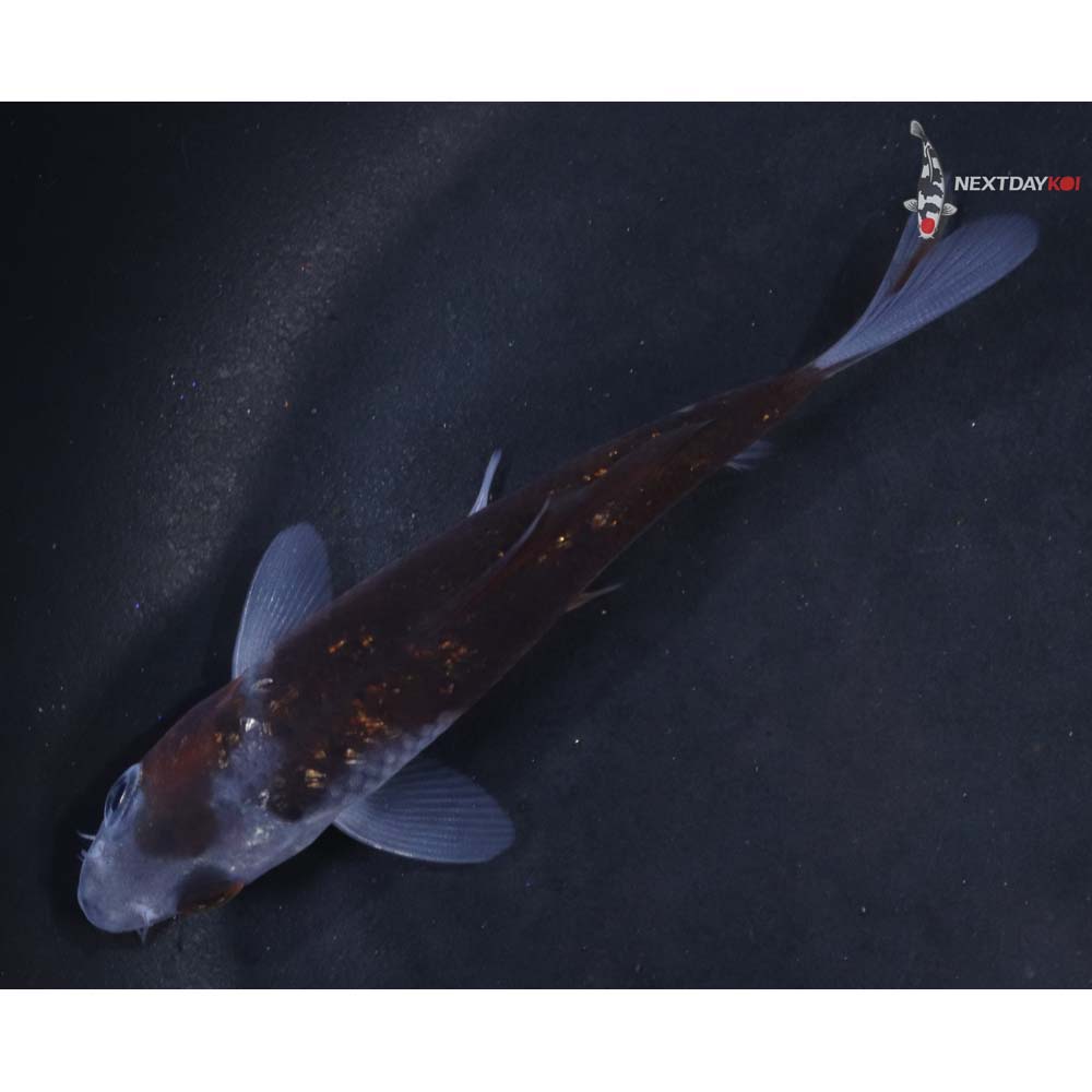 3.5” Imported Ochiba Shigure